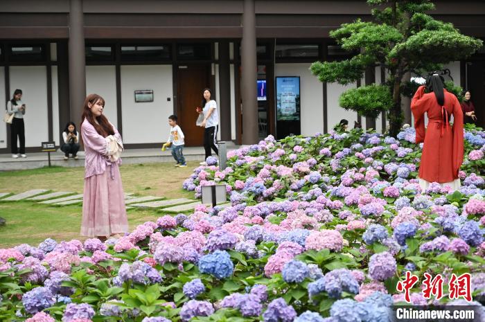 広東省広州でアジサイが見ごろに　漢服姿で寫真撮影する観光客で賑わう