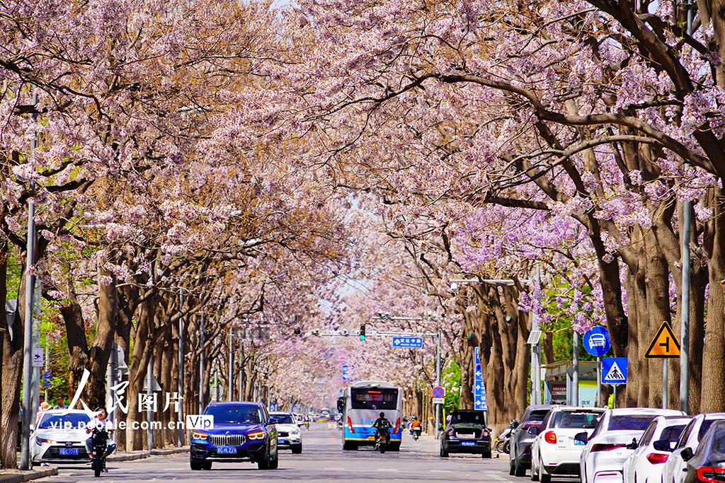 沿道に植えられたキリの花が満開を迎えた北京市経済技術開発區(qū)の宏達路（撮影?宋家儒/寫真著作権は人民図片が所有のため転載禁止）。