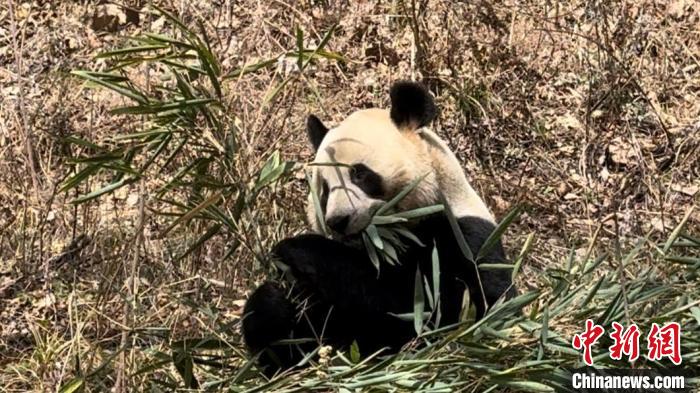 心地よい春の陽光を浴びながら、のんびりと竹を食べるジャイアントパンダの「恒恒」（寫真提供?仏坪県メディア融媒體センター）。