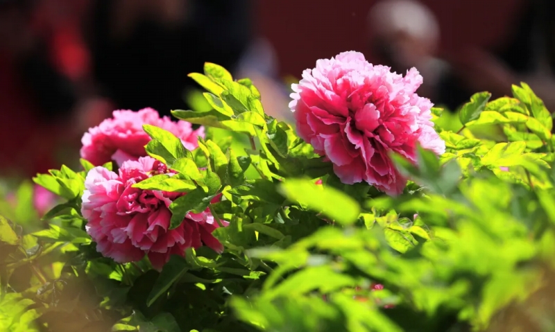 4月15日、北京の景山公園で艶やかな花を咲かせ、人々の目を楽しませている牡丹の花。