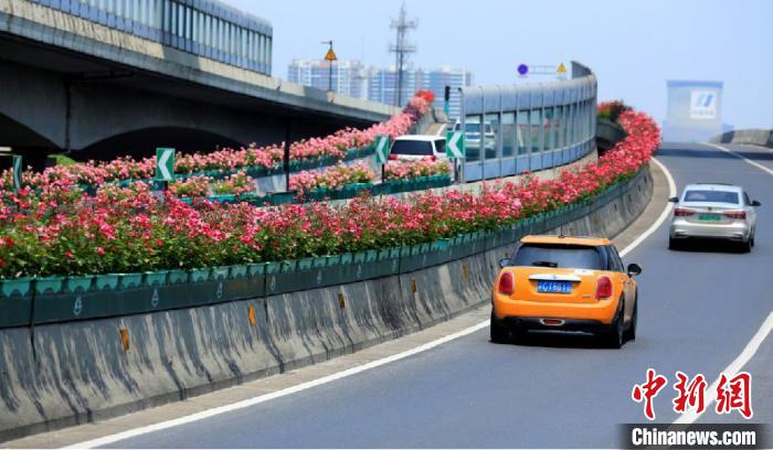 毎年開花時(shí)期には「空中花回廊」になる杭州の高架道路（寫真提供?杭州市園林文物局）。