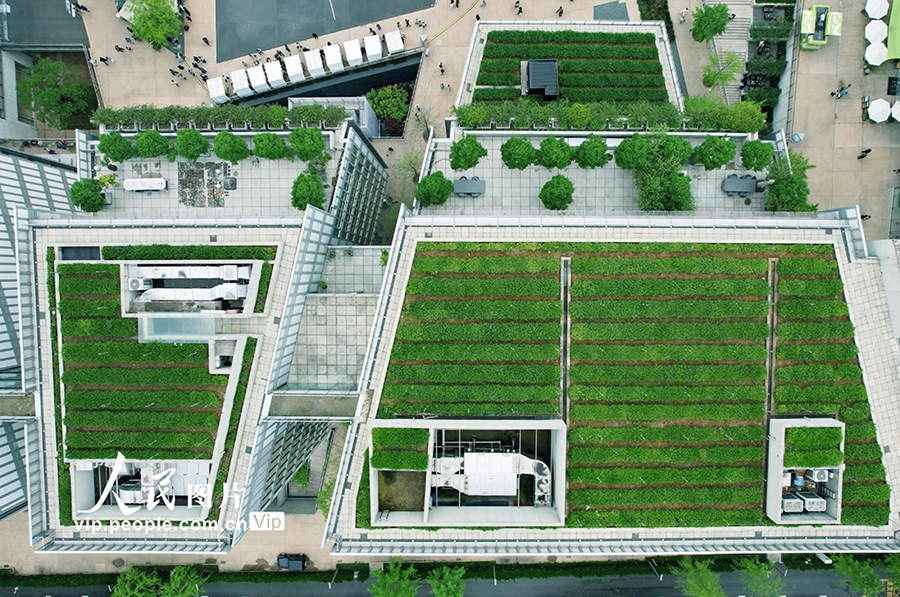 高層オフィスビルの屋上で栽培する龍井茶が新たな都市景観に　浙江省杭州