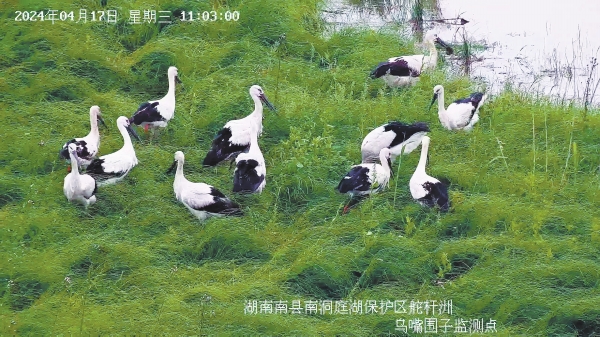 4月17日、湖南省南県舵桿洲遺跡エリアで餌を探すコウノトリの群れ（監(jiān)視カメラの映像のスクリーンショット）。