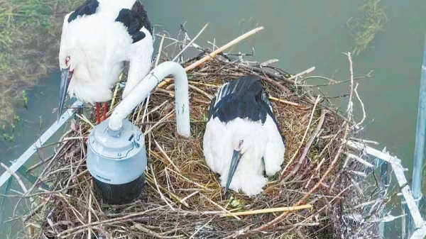 4月中旬、湖南省で初めて確認(rèn)された繁殖するコウノトリ（撮影?朱晉梅）。