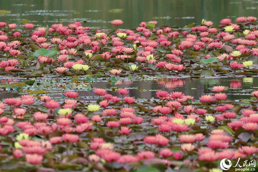 廈門の濕地公園でツートンカラーのスイレンの花が「競演」　福建省