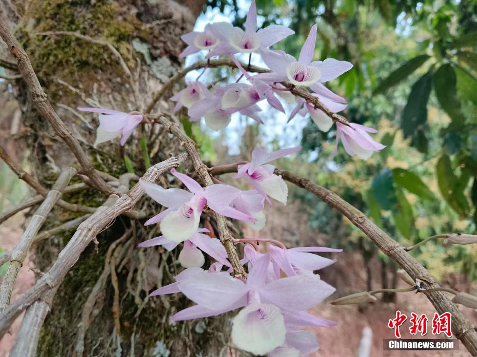 艶やかに咲くセッコクの花々　雲(yún)南?寧洱