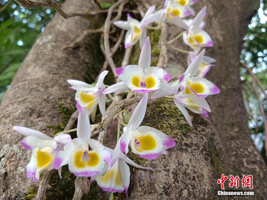 艶やかに咲くセッコクの花々　雲(yún)南?寧洱