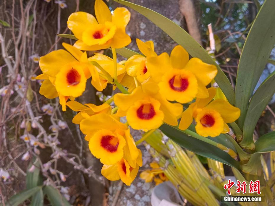 艶やかに咲くセッコクの花々　雲(yún)南?寧洱