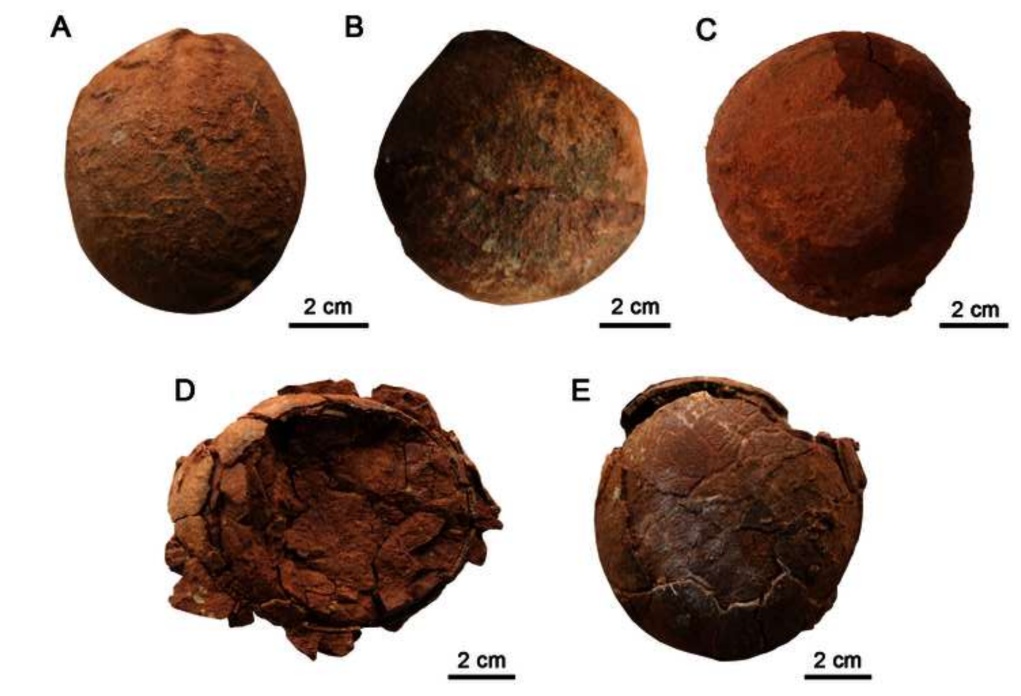 寫真：山東省萊陽市で発掘された恐竜の新種の卵化石（寫真提供：取材先）