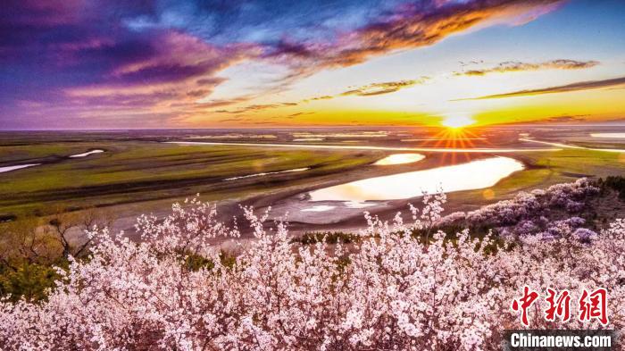 杏の花と大地、空、川の流れが織りなす美しい風景（撮影?包額爾敦）。