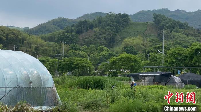 浙江省湖州市の畑で農作業(yè)をする夏俊さん（撮影?銭晨菲）。