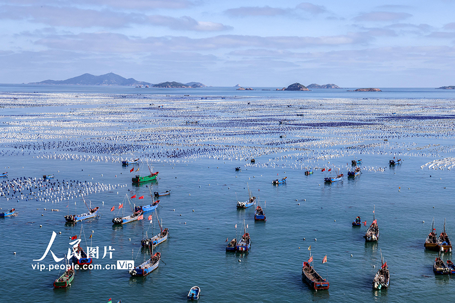 ムール貝の養(yǎng)殖作業(yè)で活気づく海洋牧場(chǎng)　浙江省舟山