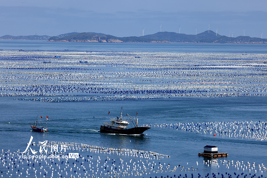 ムール貝の養(yǎng)殖作業(yè)で活気づく海洋牧場　浙江省舟山