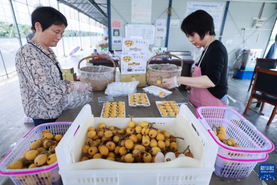 豊作を迎えた「ビワの里」、住民の富?；蜥嵫氦贰≌憬?></a></td></tr><tr><td class=