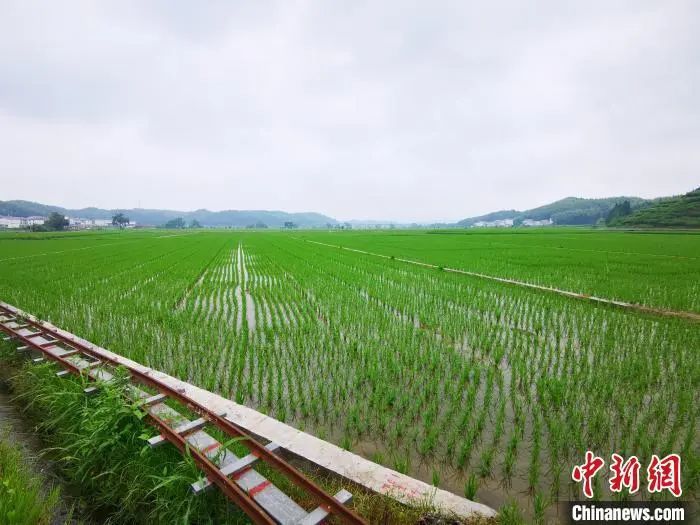 すくすくと成長(zhǎng)する建寧県の稲。撮影?雷朝良