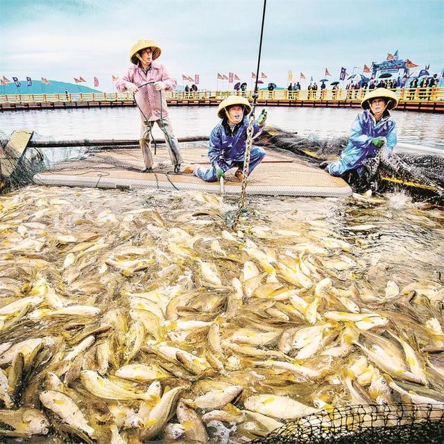 寧徳市官井洋海域で、フウセイの漁獲作業(yè)をする養(yǎng)殖業(yè)者（寫真提供?寧徳市蕉城區(qū)融媒體センター）。