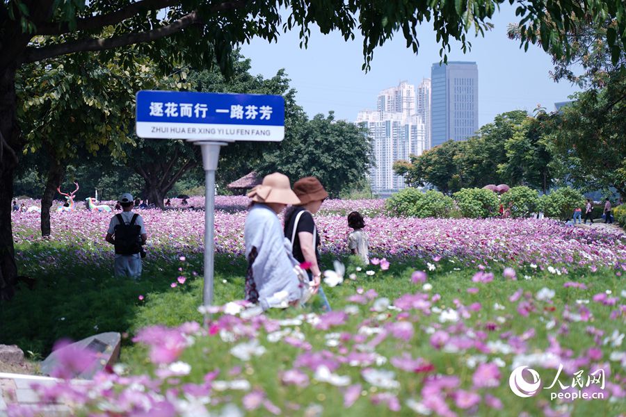 福建省福州市花海公園で満開を迎えた面積5萬平方メートルに及ぶコスモス畑（撮影?蘭志飛）。