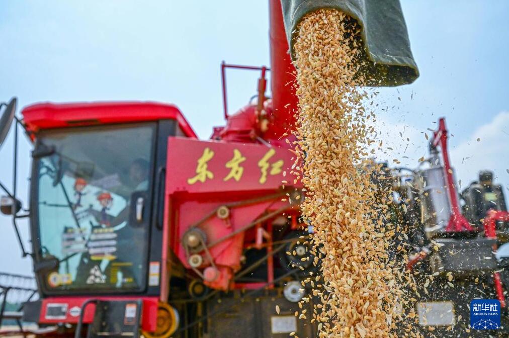 「三夏」に小麥収穫に勤しむ農(nóng)家