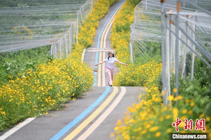 豊作を迎えた湖南省で最大規(guī)模を誇るブルーベリー栽培拠點(diǎn)