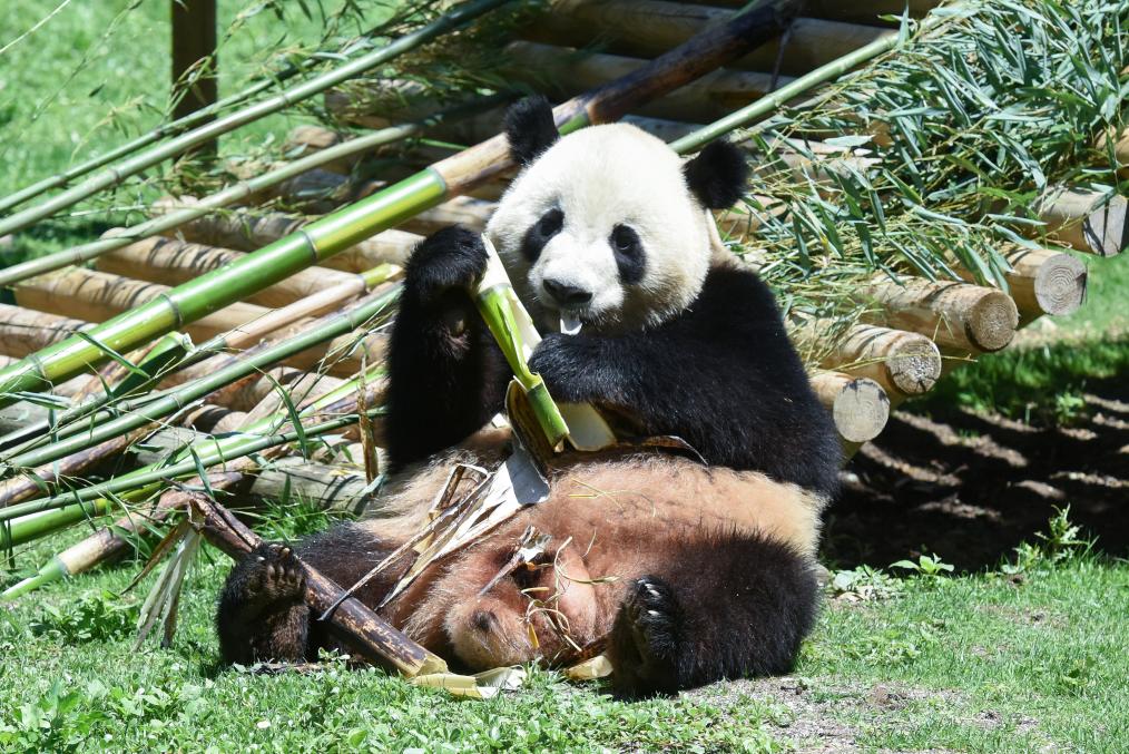 5月30日、スペインのマドリード動物園で竹を食べるパンダの「金喜」。