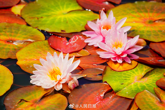 花々が鮮やかな色彩で咲き誇る夏の植物園　北京