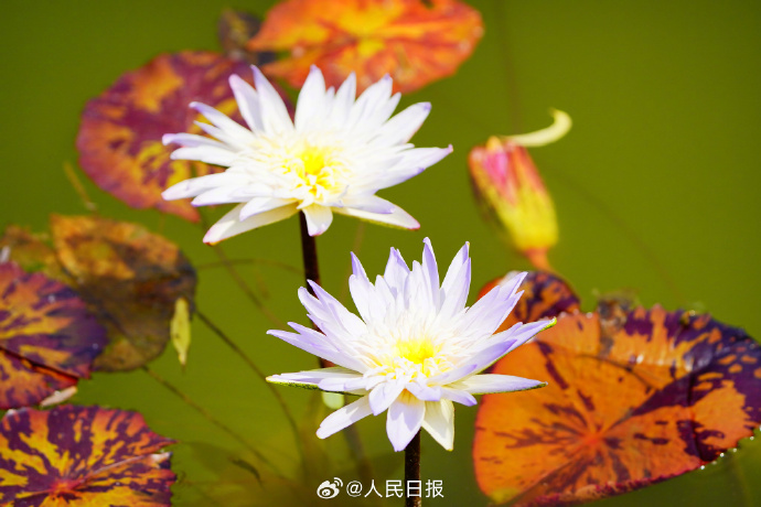 花々が鮮やかな色彩で咲き誇る夏の植物園　北京