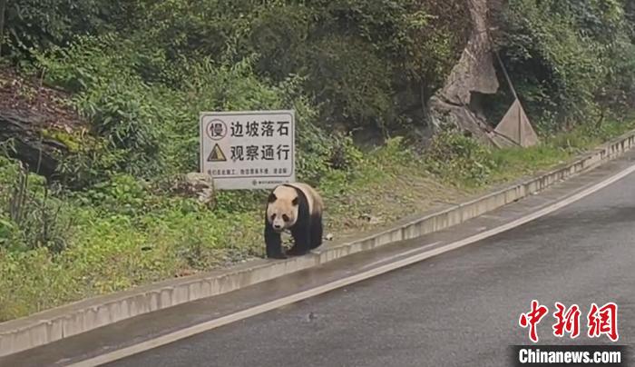 ドライバーが撮影した野生のパンダ（寫真提供?寶興県黨委員會宣伝部）。