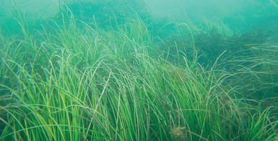 天鵝湖海域の海草。畫像提供は中國(guó)海洋大學(xué)