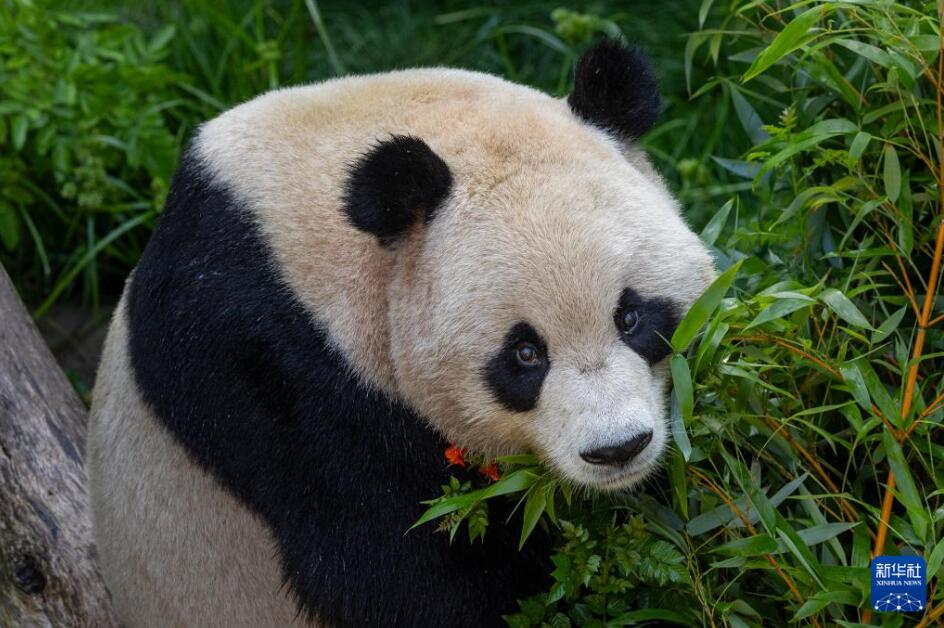 米國サンディエゴ動(dòng)物園が7月9日に公開した「雲(yún)川」が到著後、初の寫真（寫真提供?米國サンディエゴ動(dòng)物園）。