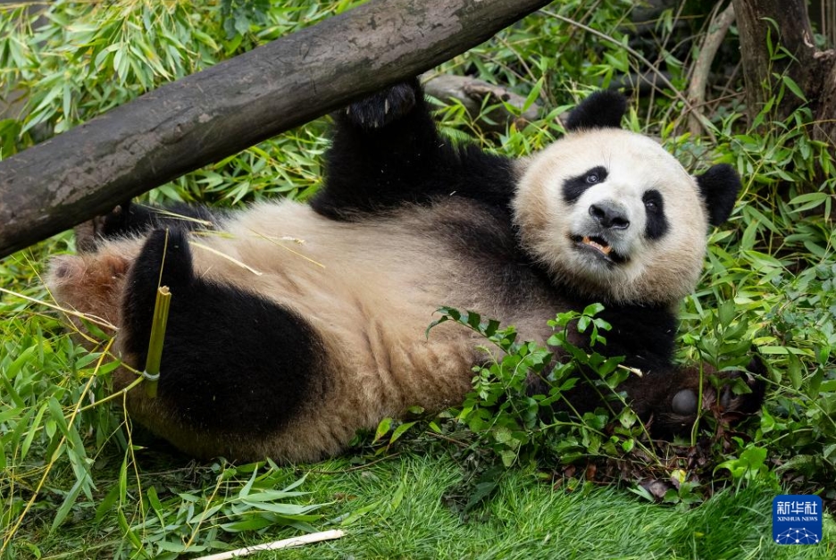 パンダの「雲(yún)川」と「鑫寶」が米國(guó)サンディエゴ動(dòng)物園の環(huán)境にうまく順応