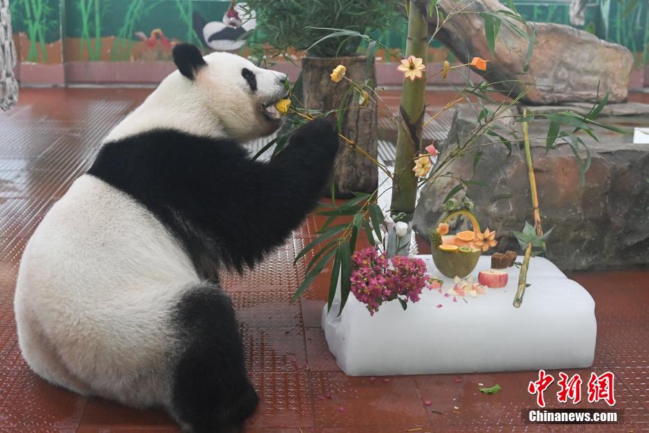 広東省の広州動(dòng)物園で特製のひんやりさせたエサを食べるジャイアントパンダの「雅一（ヤーイー）」（7月17日撮影?陳楚紅）。