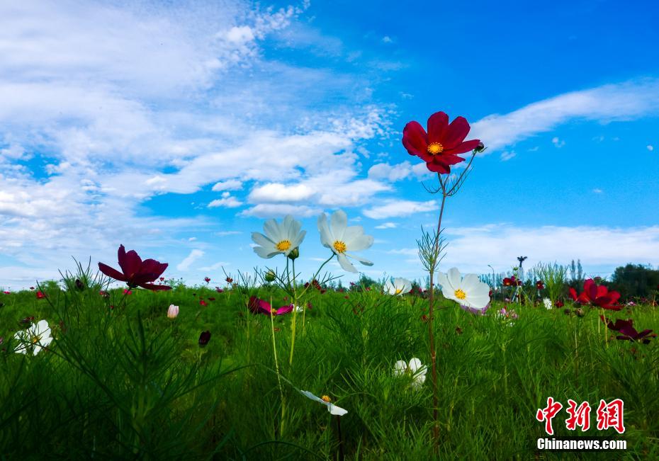 夏の草原で花を愛で、落日を楽しむ　內(nèi)蒙古