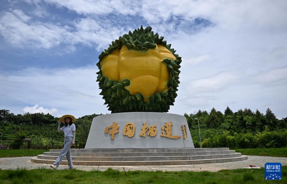 海南省三亜市にある優(yōu)旗大嘴烏ドリアン園1號(hào)基地（7月20日、ドローンによる撮影?蒲暁旭）。