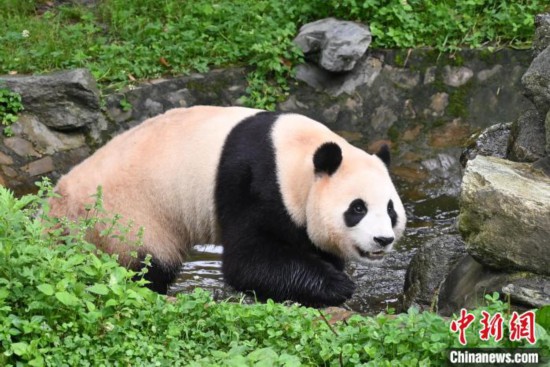 水辺で遊ぶパンダの「福寶」（7月20日撮影?安源）。