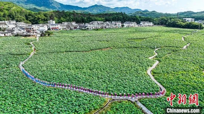 江西省広昌県驛前鎮(zhèn)姚西村の中國蓮花景勝地（撮影?程孟玲）。