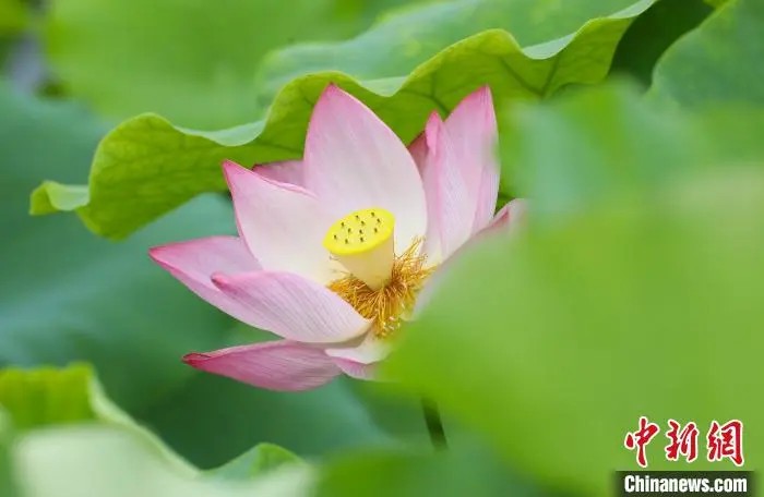 見頃を迎えた蓮の花（撮影?陳家楽）。