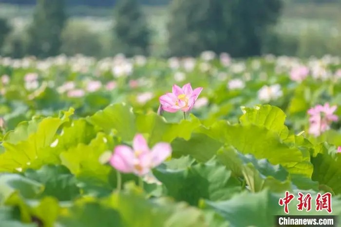 美しく咲き誇る蓮の花（撮影?劉力鑫）。