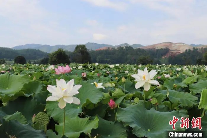 広昌県姚西村で咲き誇る白蓮の花（撮影?熊錦陽）。