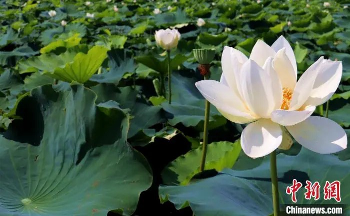 蓮の花が美しく咲き誇る蓮池（撮影?高雅）。