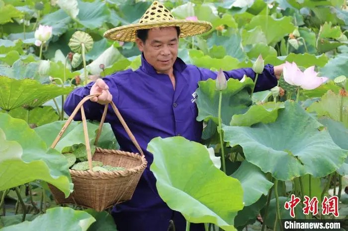 成熟した蓮の花托を収穫する男性（撮影?熊錦陽）。