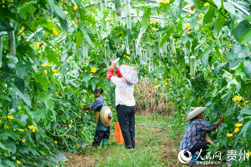 大灣區(qū)を対象とした野菜供給拠點を構築した貴州省麻江県