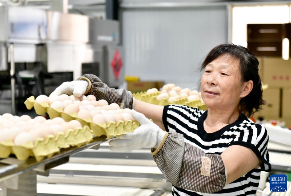 山東省済寧市微山県驩城鎮(zhèn)のある養(yǎng)鶏場の卵自動ピッキングラインで作業(yè)を行う女性（8月10日撮影?郭緒雷）。