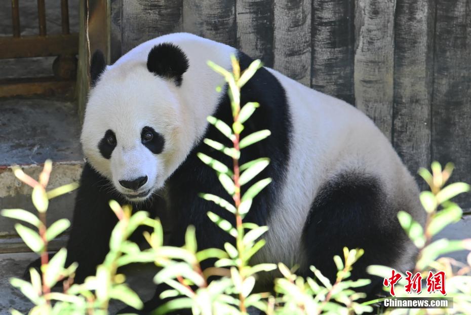 中國ライフを満喫する米國生まれのジャイアントパンダ「小禮物」　四川省九寨溝