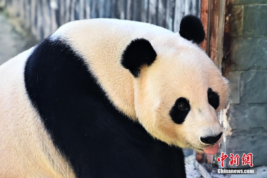 中國ライフを満喫する米國生まれのジャイアントパンダ「小禮物」　四川省九寨溝