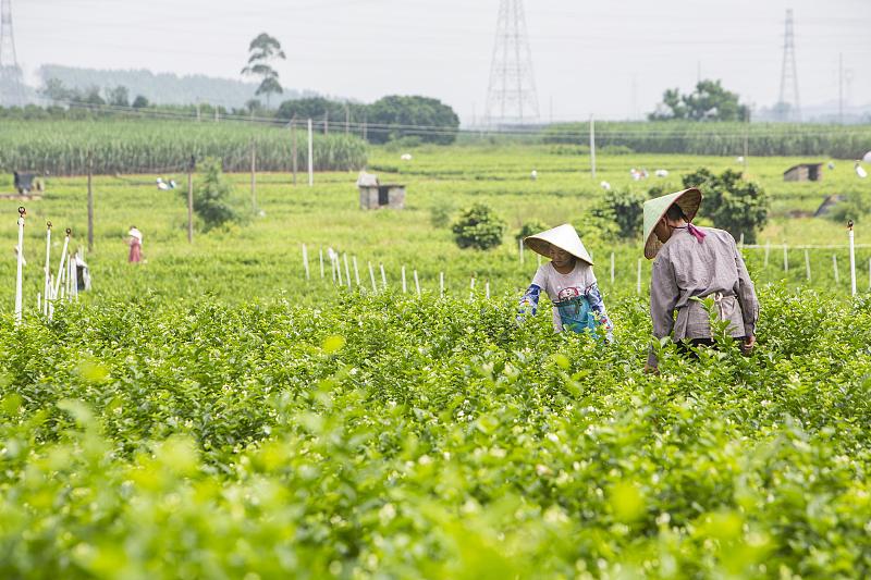 広西壯?(チワン）族自治州橫州市で生産されているジャスミンの花（畫像著作権はCFP視覚中國所有のため転載禁止）