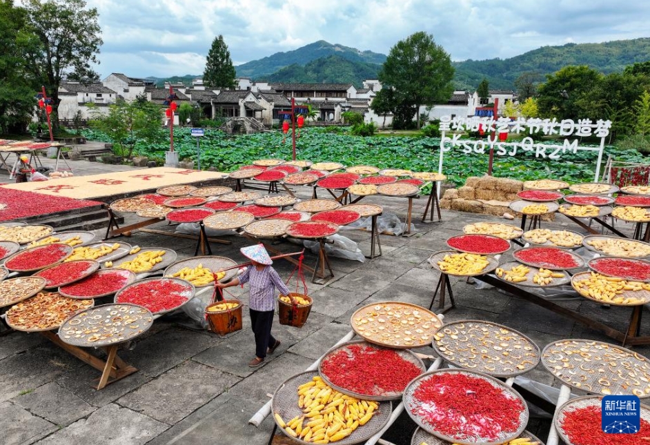 安徽省黃山市徽州區(qū)呈坎村で収穫した農(nóng)作物を天日干しにする村民（8月19日撮影?施亜磊）