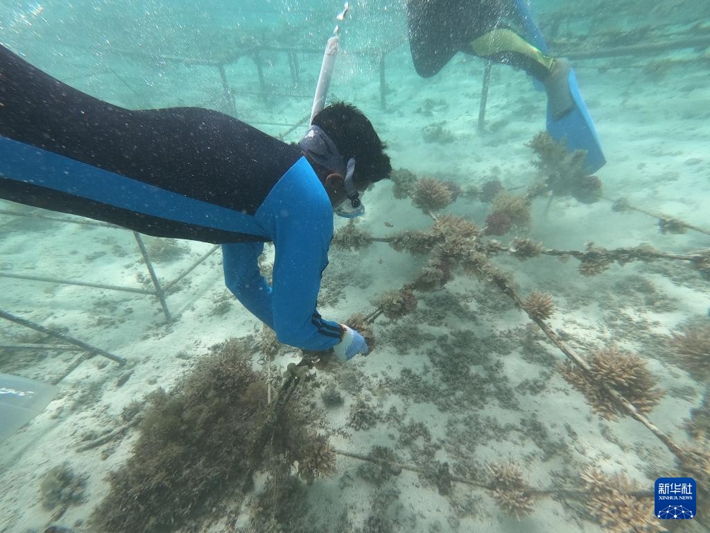 モーリシャス東海岸の近海域にあるサンゴの苗床で2021年9月6日、水中に潛りサンゴの成長狀況を確認(rèn)する作業(yè)員。新華社（畫像提供は華為モーリシャス技術(shù)有限公司）