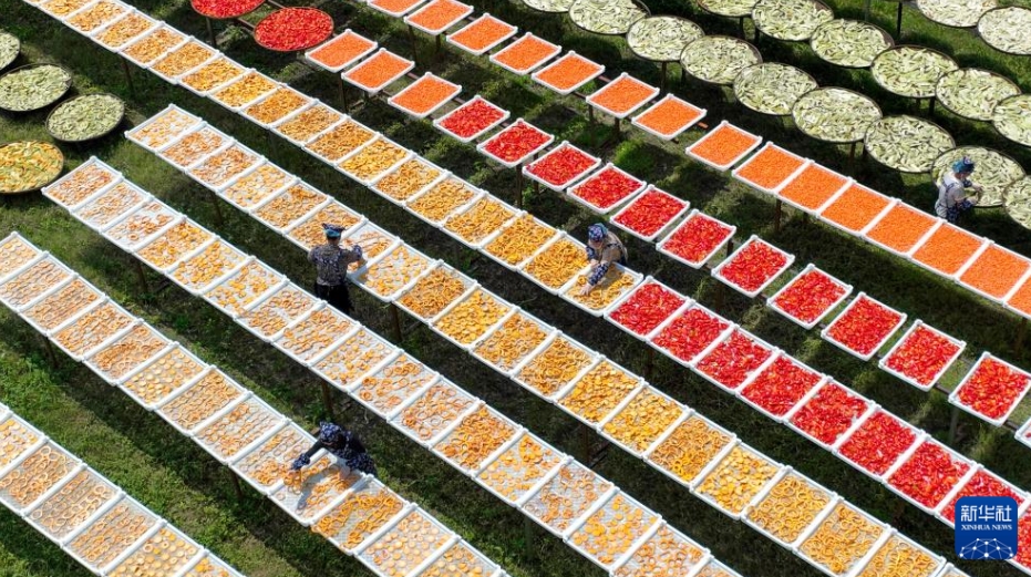 江西省宜春市銅鼓県溫泉鎮(zhèn)祿田村で秋の天日干し「曬秋」をする村民（8月26日、ドローンによる撮影?周亮）。