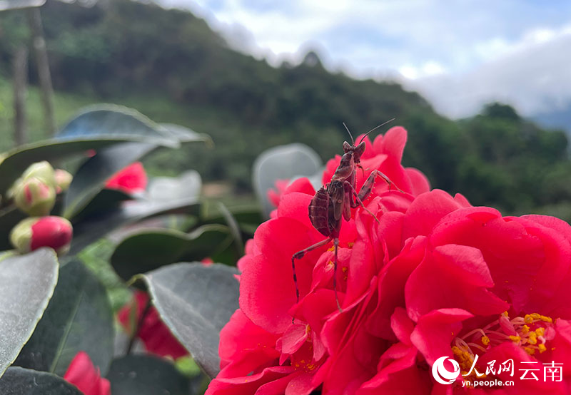 赤いカマキリを確認(rèn)　雲(yún)南?寧洱