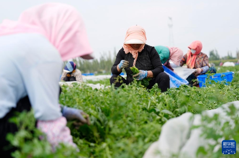 高冷地野菜の出荷最盛期に　寧夏?固原